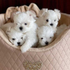 Photo №1. maltese dog - for sale in the city of Berlin | 264$ | Announcement № 117326