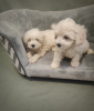 Photo №1. maltese dog - for sale in the city of Калифорния Сити | 400$ | Announcement № 87552