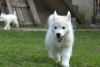 Photo №2 to announcement № 119255 for the sale of siberian husky - buy in Serbia 