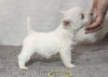 Photo №3. Kennel offers west highland white terrier puppies. Moldova