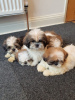 Photo №3. Adorable Male And Female Shih Tzu Puppies. France