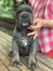 Photo №2 to announcement № 11324 for the sale of cane corso - buy in Ukraine from nursery, breeder
