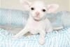 Photo №3. Adorable Chihuahua Puppies for free adoption. Germany