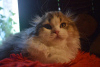 Photo №1. scottish fold - for sale in the city of Krakow | 828$ | Announcement № 12013