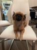 Photo №2 to announcement № 75194 for the sale of pekingese - buy in United Kingdom private announcement