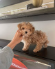 Photo №3. Maltipoo puppies raised in a family home. Germany