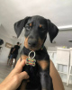 Photo №1. dobermann - for sale in the city of Riga | 475$ | Announcement № 83374