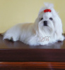 Photo №2 to announcement № 51590 for the sale of maltese dog - buy in Ukraine from nursery