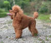 Additional photos: Miniature Poodle puppies