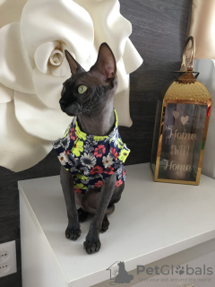 Photo №3. clothes for sphinx cats in Russian Federation