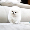 Photo №2 to announcement № 41872 for the sale of pomeranian - buy in United States private announcement