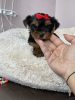Additional photos: Cute little Yorkshire terrier girl