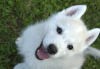 Photo №2 to announcement № 119948 for the sale of siberian husky - buy in Serbia breeder