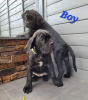 Photo №3. Beautiful Cane Corso Puppies for Sale. Germany