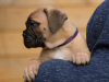 Photo №2 to announcement № 88623 for the sale of bullmastiff - buy in Netherlands breeder