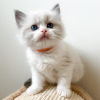 Photo №3. Beautiful Ragdoll kittens For Sale. United States