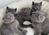 Photo №1. british shorthair - for sale in the city of Boom | 400$ | Announcement № 96210