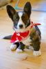 Photo №4. I will sell welsh corgi in the city of Minsk. breeder - price - negotiated