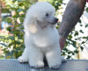 Photo №2 to announcement № 118651 for the sale of poodle (toy) - buy in Serbia breeder