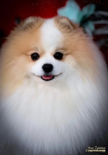 Photo №4. I will sell german spitz in the city of St. Petersburg. private announcement - price - Negotiated