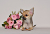 Photo №4. I will sell chihuahua in the city of Москва. from nursery, breeder - price - 414$