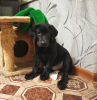 Photo №2 to announcement № 10629 for the sale of labrador retriever - buy in Russian Federation private announcement