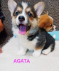 Photo №2 to announcement № 115204 for the sale of welsh corgi - buy in Serbia breeder