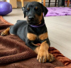 Photo №1. dobermann - for sale in the city of Москва | negotiated | Announcement № 117624