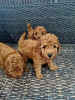 Photo №2 to announcement № 108029 for the sale of poodle (toy) - buy in Serbia breeder