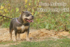 Photo №2 to announcement № 44290 for the sale of american bully - buy in Russian Federation from nursery, breeder