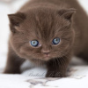 Photo №1. british shorthair - for sale in the city of Munich | 269$ | Announcement № 108933