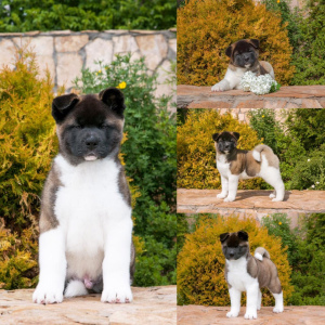 Photo №1. american akita - for sale in the city of Omsk | 634$ | Announcement № 6742