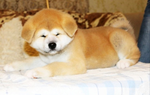 Additional photos: Japanese Akita Inu puppies buy a KSU puppy dog appreciated Akіti hahiko puppy