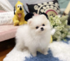 Photo №1. pomeranian - for sale in the city of Casino | negotiated | Announcement № 71241