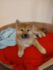Photo №3. Shiba inu puppy female. Poland