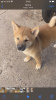 Photo №1. shiba inu - for sale in the city of Subotica | negotiated | Announcement № 77526