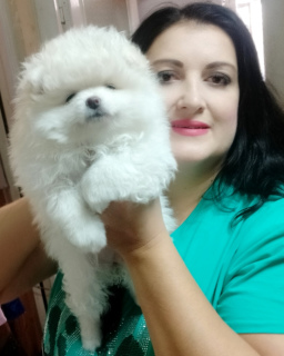 Photo №3. We offer chic puppies Spitz.. Russian Federation