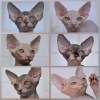Photo №1. sphynx cat - for sale in the city of Simferopol | 700$ | Announcement № 65633