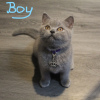 Photo №3. Beautiful Blue and Colourpoint Blue British Shorthair kittens. Turkey