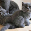 Photo №1. british shorthair - for sale in the city of Helsinki | 370$ | Announcement № 116648