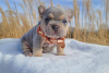 Photo №1. french bulldog - for sale in the city of Vilnius | negotiated | Announcement № 26901