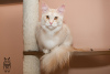 Photo №1. maine coon - for sale in the city of Москва | negotiated | Announcement № 7623
