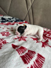 Photo №2 to announcement № 83995 for the sale of french bulldog - buy in Ukraine private announcement