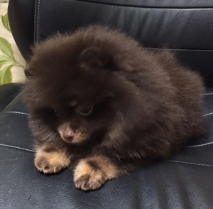Photo №4. I will sell pomeranian in the city of Москва. breeder - price - negotiated