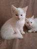 Photo №1. turkish angora - for sale in the city of Munich | 370$ | Announcement № 126774