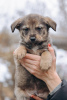 Photo №2 to announcement № 125849 for the sale of non-pedigree dogs - buy in Russian Federation private announcement