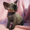 Photo №1. devon rex - for sale in the city of Krakow | 1057$ | Announcement № 114804