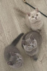 Photo №3. Gorgeous British shorthair kittens. Germany