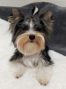 Photo №2 to announcement № 32619 for the sale of yorkshire terrier - buy in Turkey breeder