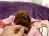 Additional photos: Toy and mini poodle babies